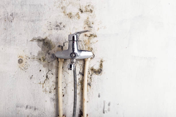 Best Mold Testing  in Jessup, PA