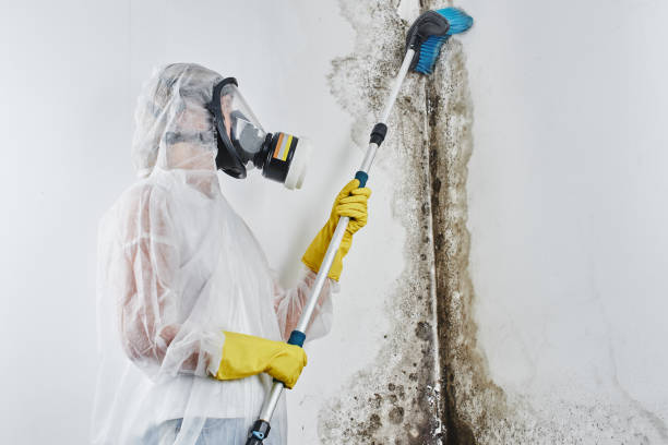 Best Mold Damage Repair  in Jessup, PA
