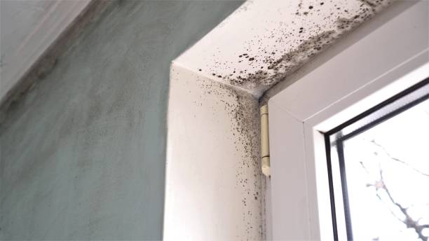 Best Mold Remediation Experts  in Jessup, PA