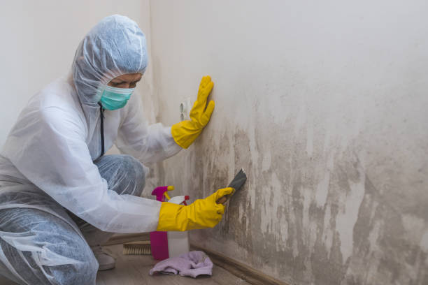 Crawl Space Mold Removal in Jessup, PA