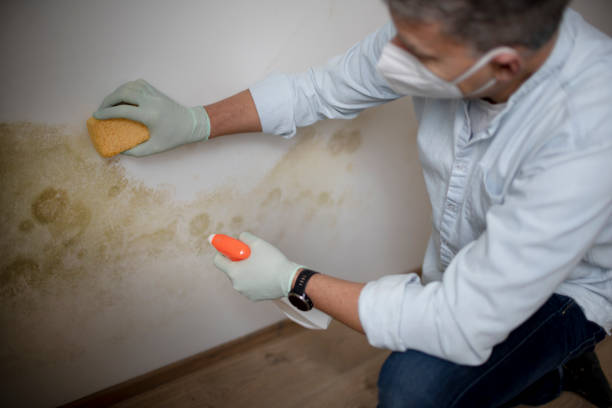 Best Black Mold Removal  in Jessup, PA
