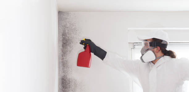 Best Mold Inspection  in Jessup, PA