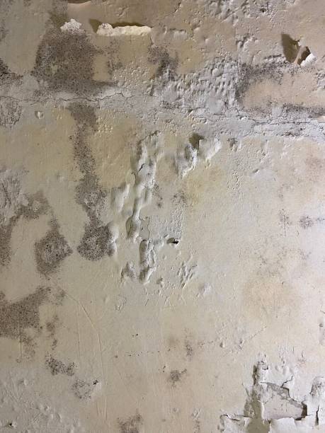 Professional Mold Removal in Jessup, PA