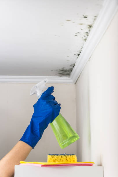 Best Crawl Space Mold Removal  in Jessup, PA