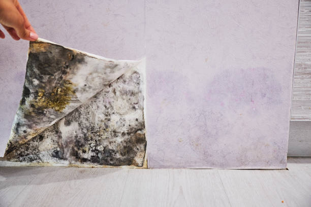 Best Attic Mold Removal  in Jessup, PA